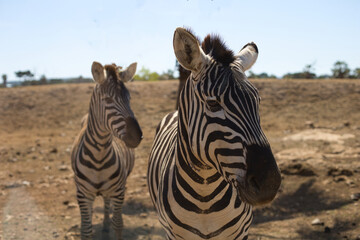 Fototapeta na wymiar 2 schöne Zebras in der Steppe 
