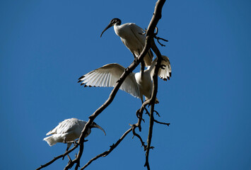 Australian White Ibis (Threskiornis molucca)