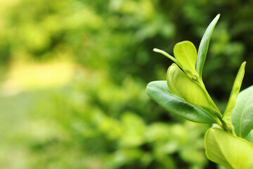 Green branch with leaves nature close-up
