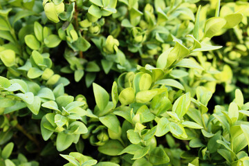 Fototapeta na wymiar Green leaves outdoor botanical organic plant background