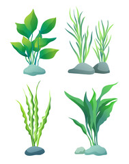 Obraz na płótnie Canvas Set of seaweed including wide and thin, wavy and straight water plants for aquarium decoration. Color flat vector illustration isolated on white.
