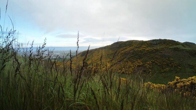 EDINBURGH, SCOTLAND, UK - MAY 31, 2022: Beautiful hill in Edinburgh city covered with gorse in yellow bloom and blurred spikelets and wild grass in the foreground at moody rainy morning. 4K, Ultra