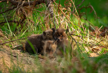 Niedoliski © Sporywildlife