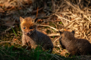Niedoliski © Sporywildlife