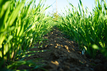 With close pitch spring wheat in good condition, close-up.