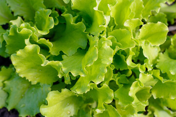 green lettuce leaves