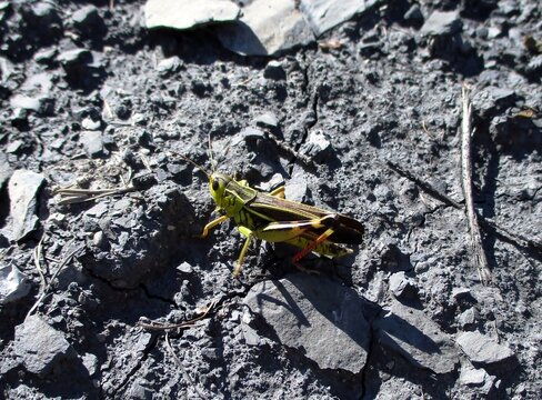 Criquet  Arcypt&egrave;re bariol&eacute;, large banded grasshopper, Arcyptera fusca