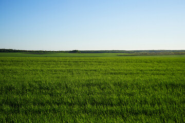 Obraz premium Agricultural field with young green wheat sprouts, bright spring landscape on a sunny day, blue sky background.