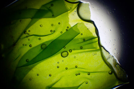 sphagnum moss under a microscope