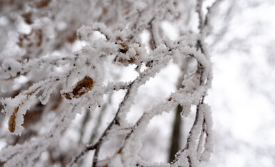 White frost on tree branches. Brown leaves with white frost. Winter landscape and weather. Low temperatures in winter.