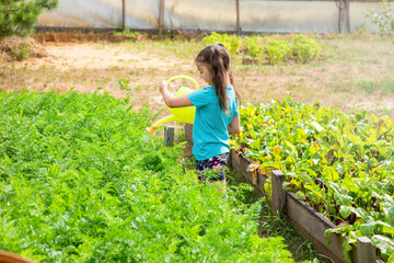 Little girl in a green T-shirt, watering a green bed of yellow watering can, in the garden