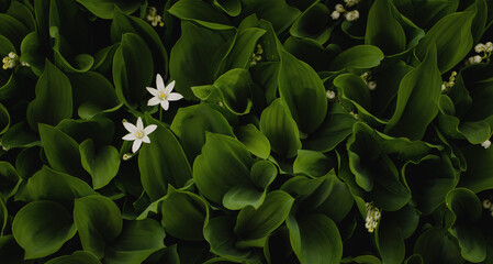 lily of the valley and anemone - background