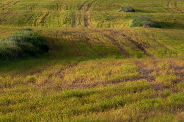 Fototapeta na wymiar A beautiful green and yellow pasture with rolling hills at golden hour sunset