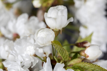 organic food and summertime, close-up of the blossoms of an cherry tree