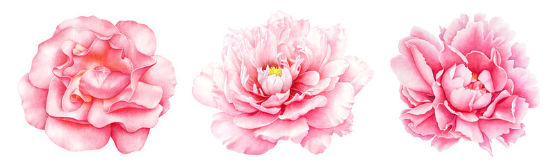 Collection of watercolor pink peony flowers - obrazy, fototapety, plakaty