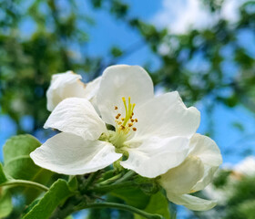 Apple tree blossom flowers