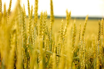 Obraz premium agricultural field with young ears of wheat