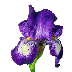 Fototapeta na wymiar bright colorful purple iris flower in water drops isolated on white. close up