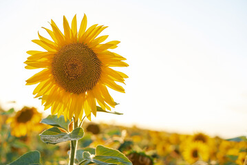 Beautiful sunny field of sunflowers with blue sky. A close-up of a sunflower on a farm. Rural landscape