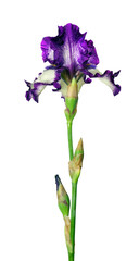 bright colorful purple iris flower isolated on white.