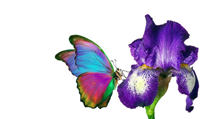 Fototapeta na wymiar colorful tropical morpho butterfly on purple iris flower in water drops isolated on white.