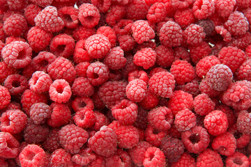 Above top view of fresh home grown raspberries, frozen. Freezer frost on fruit.