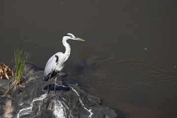 Afrikanischer Graureiher / Grey heron / Ardea cinerea