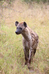 Tüpfelhyäne / Spotted hyaena / Crocuta crocuta