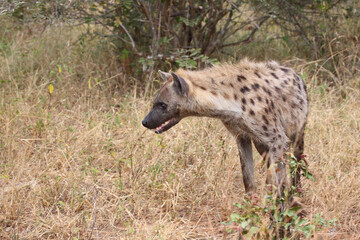Tüpfelhyäne / Spotted Hyaena / Crocuta crocuta