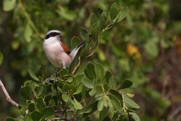 Neuntöter / Red-backed shrike / Lanius cullurio