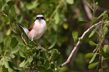 Neuntöter / Red-backed shrike / Lanius cullurio