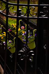 Balkon z kutego żelaza , ogródek balkonowy z wiosennymi kwiatami ( bratki i inne ) .