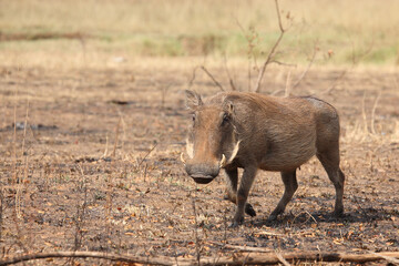 Warzenschwein / Warthog / Phacochoerus africanus