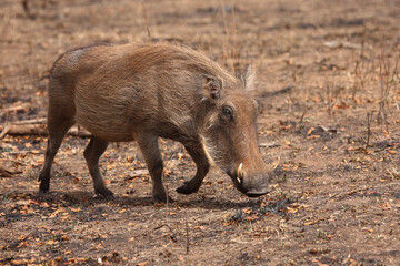 Warzenschwein / Warthog / Phacochoerus africanus