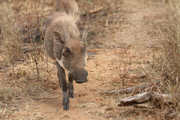Warzenschwein / Warthog / Phacochoerus africanus