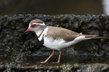 Dreibandregenpfeifer / Three-banded plover or Three-banded sandplover / Charadrius tricollaris