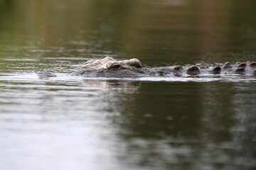 Nilkrokodil / Nile crocodile / Crocodylus niloticus