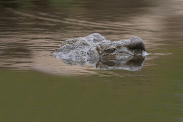 Obraz premium Nilkrokodil / Nile crocodile / Crocodylus niloticus