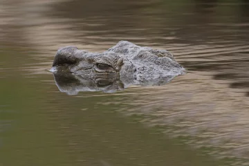 Foto op Plexiglas Nilkrokodil / Nile crocodile / Crocodylus niloticus © Ludwig
