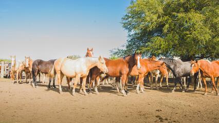 Group of young horses.