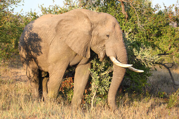 Fototapeta premium Afrikanischer Elefant / African elephant / Loxodonta africana