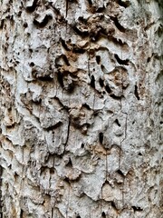 Tree eaten by insects
