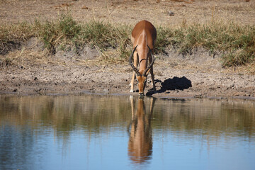 Obraz na płótnie Canvas Schwarzfersenantilope / Impala / Aepyceros melampus