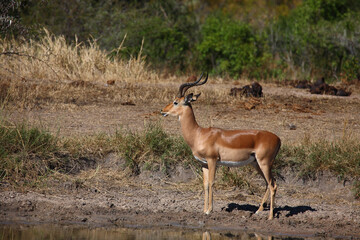 Schwarzfersenantilope / Impala / Aepyceros melampus