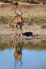 Naklejka premium Schwarzfersenantilope / Impala / Aepyceros melampus