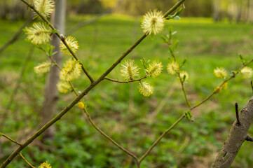 Flowering willow tree in spring. Willow in the wind, close-up. Photo