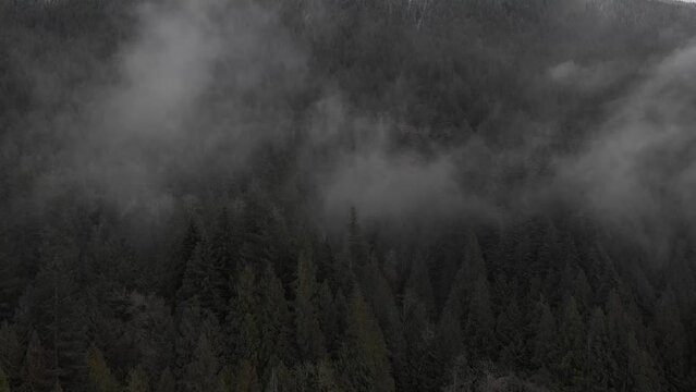 Fog, Trees and Lake