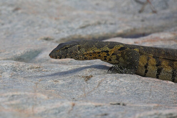 Nilwaran / Nile monitor / Varanus niloticus