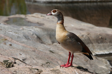 Nilgans / Egyptian goose / Alopochen aegyptiacus..