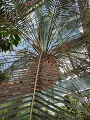 
Robelen date palm family in a tropical greenhouse. Tree